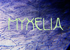 Myxcelia C.I.C.